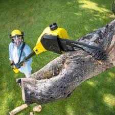 Best Tree Preservation Services  in Boaz, AL