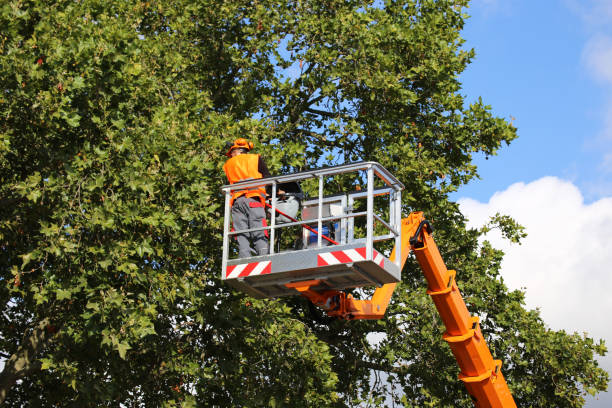 Best Commercial Tree Services  in Boaz, AL